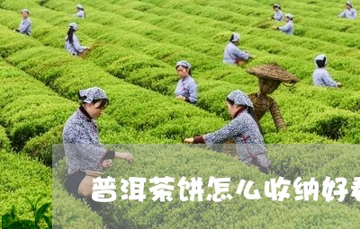 普洱茶饼怎么收纳好看又简单/2023082865068