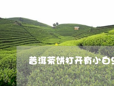 普洱茶饼打开有小白虫/2023072480625