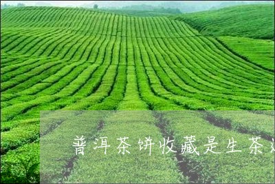 普洱茶饼收藏是生茶还是熟茶呢/2023110307258