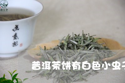 普洱茶饼有白色小虫子/2023092840593