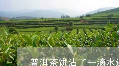 普洱茶饼沾了一滴水还能喝吗/2023110750361