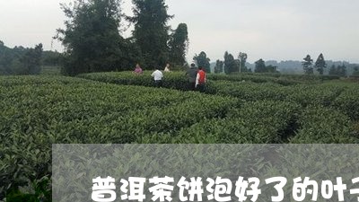 普洱茶饼泡好了的叶子/2023072457393