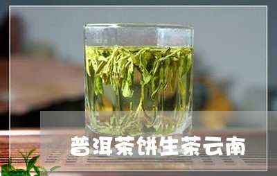 普洱茶饼生茶云南/2023112694824