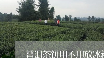 普洱茶饼用不用放冰箱/2023093003137