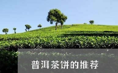 普洱茶饼的推荐/2023101696271