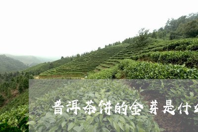 普洱茶饼的金芽是什么/2023072405149