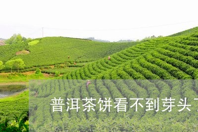 普洱茶饼看不到芽头了吗/2023102406248