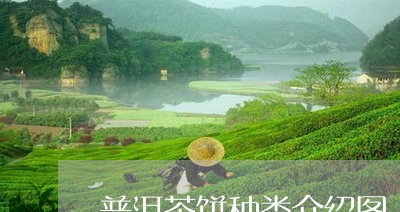 普洱茶饼种类介绍图/2023120590694