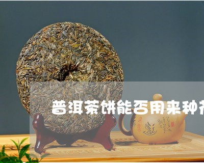 普洱茶饼能否用来种花/2023100814927