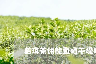 普洱茶饼能直晒干燥吗/2023093002138