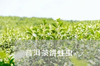 普洱茶饼蛀虫/2023042731873