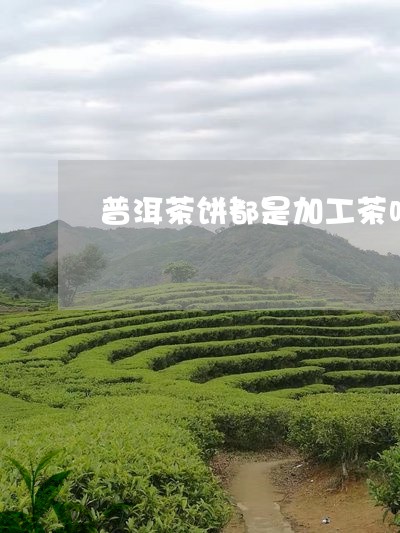 普洱茶饼都是加工茶吗/2023080322838