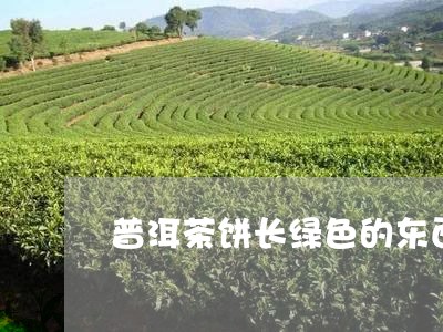 普洱茶饼长绿色的东西/2023092834826