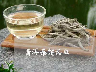 普洱茶饼长虫/2023042914218