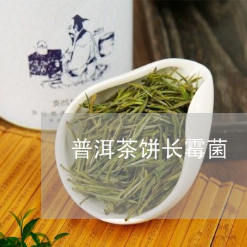 普洱茶饼长霉菌/2023121702626