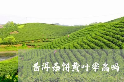 普洱茶饼黄叶率高吗/2023110720594