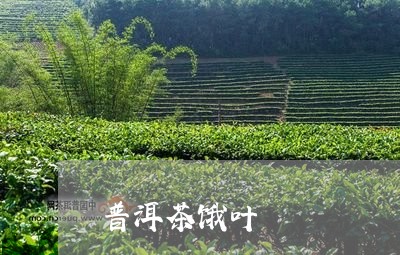 普洱茶饿叶/2023090643646