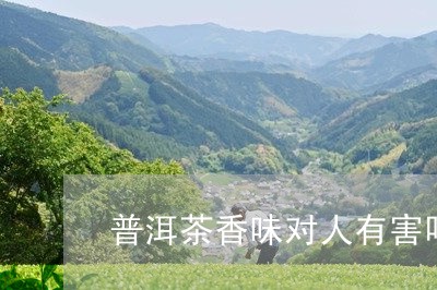 普洱茶香味对人有害吗/2023120680404