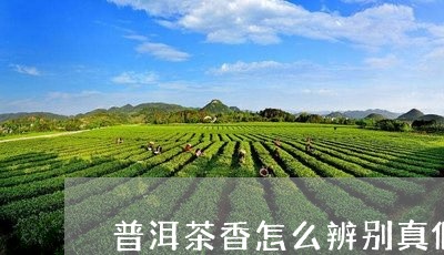 普洱茶香怎么辨别真假/2023092873768