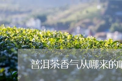 普洱茶香气从哪来的呢最近/2023083114817