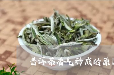 普洱茶香气形成的原因/2023080236937