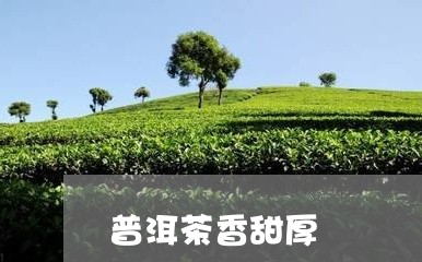 普洱茶香甜厚/2023042845663