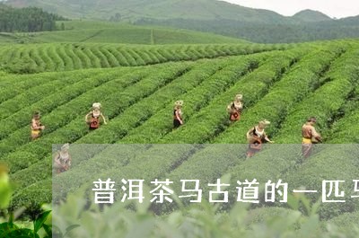 普洱茶马古道的一匹马/2023092750382