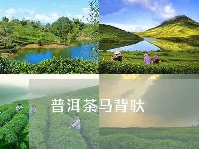 普洱茶马背驮/2023042635167