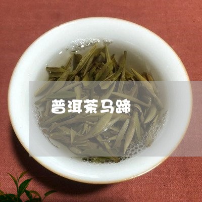 普洱茶马蹄/2023090640793