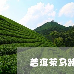 普洱茶马蹄是高端茶/2023120510481