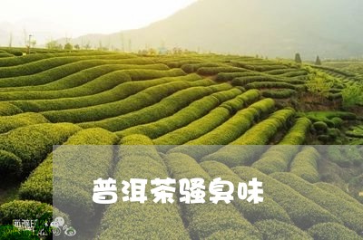 普洱茶骚臭味/2023042789835