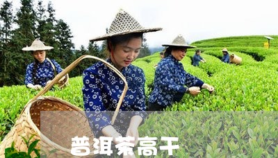 普洱茶高干/2023090636360