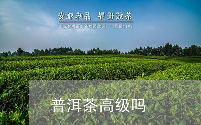 普洱茶高级吗/2023042872924