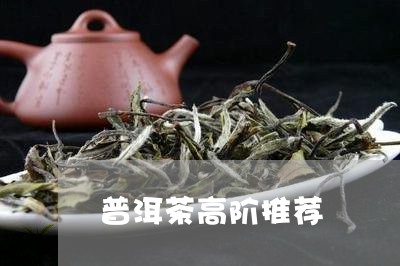 普洱茶高阶推荐/2023102635060