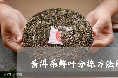 普洱茶鲜叶分拣方法图解/2023101763604