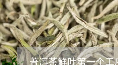 普洱茶鲜叶第一个工序/2023061416036