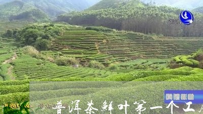 普洱茶鲜叶第一个工序/2023092542783