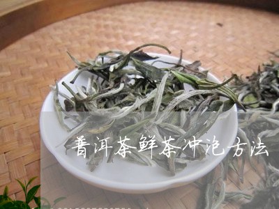 普洱茶鲜茶冲泡方法/2023120518140