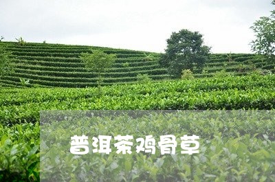 普洱茶鸡骨草/2023042572077