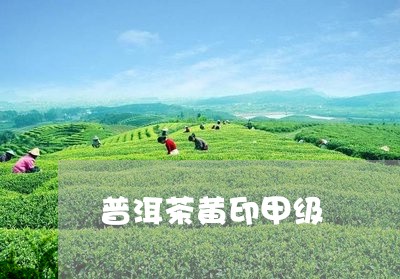 普洱茶黄印甲级/2023120349292