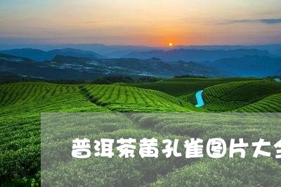 普洱茶黄孔雀图片大全大图/2023083151492