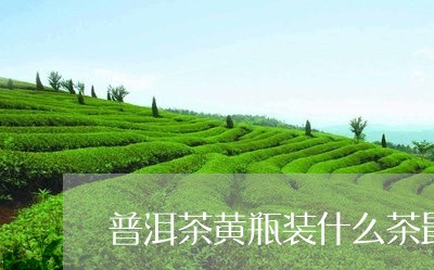 普洱茶黄瓶装什么茶最好/2023081606079