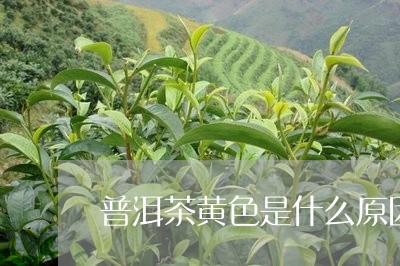 普洱茶黄色是什么原因/2023062319582