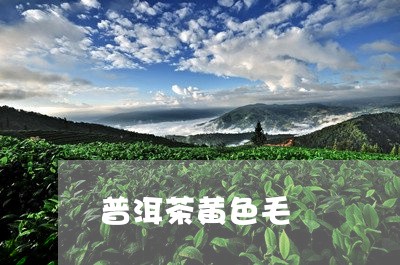 普洱茶黄色毛/2023091359684