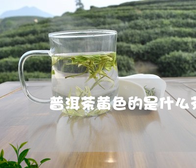 普洱茶黄色的是什么茶/2023100728481