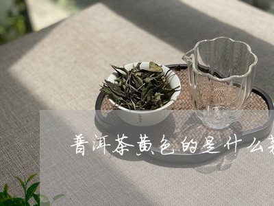 普洱茶黄色的是什么菜/2023110760403