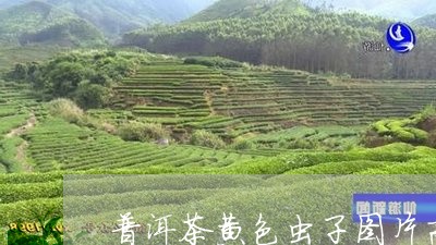 普洱茶黄色虫子图片高清/2023082731793