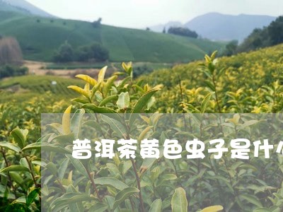 普洱茶黄色虫子是什么品种/2023082837260