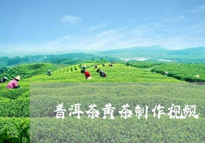 普洱茶黄茶制作视频/2023070937461