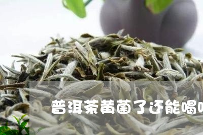 普洱茶黄菌了还能喝吗/2023092795958